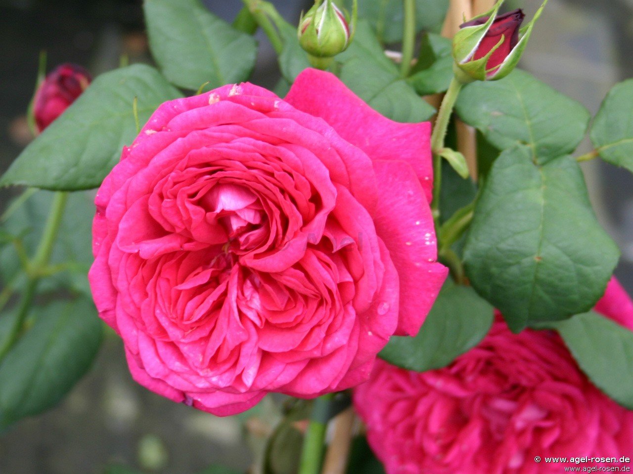 Rose ‘Johann Wolfgang von Goethe Rose‘ (Hochstamm (~90cm), wurzelnackt)