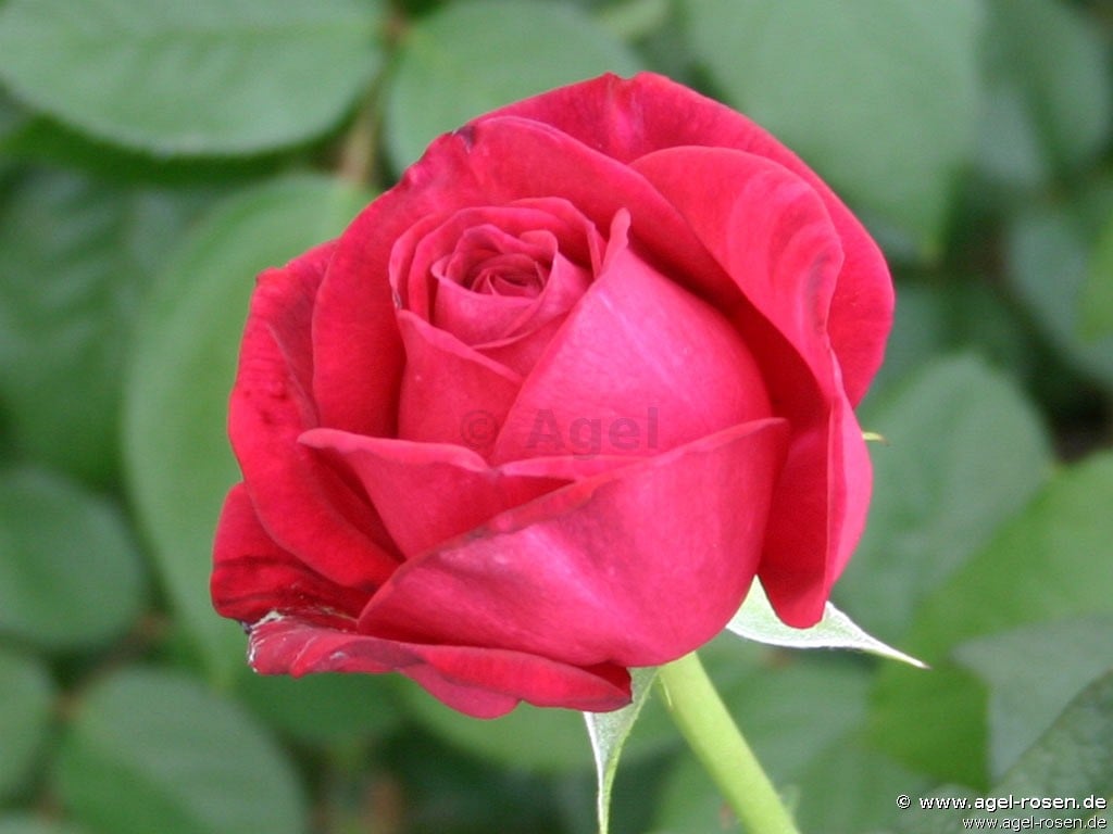 Johann Wolfgang Von Goethe Rose Kaufen Edelrose Agel Rosen
