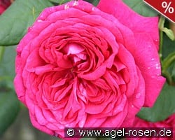 Johann Wolfgang von Goethe Rose kaufen, clicken für mehr Details Johann Wolfgang von Goethe Rose