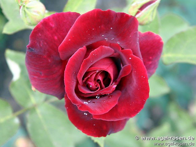 Rose ‘Josephine Bruce‘ (wurzelnackte Rose)