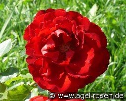 Journal kaufen, clicken für mehr Details Journal