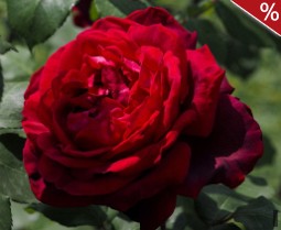 Jubilé Papa Meilland