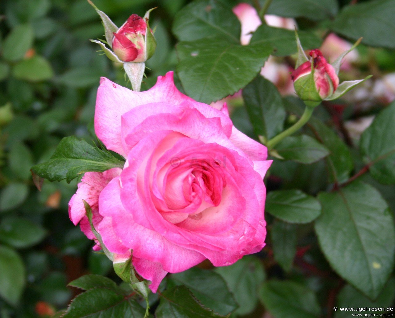 Rose ‘Julia (Pascal Sevran)‘ (2-Liter Biotopf)