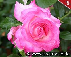 Julia (Pascal Sevran) kaufen, clicken für mehr Details Julia (Pascal Sevran)