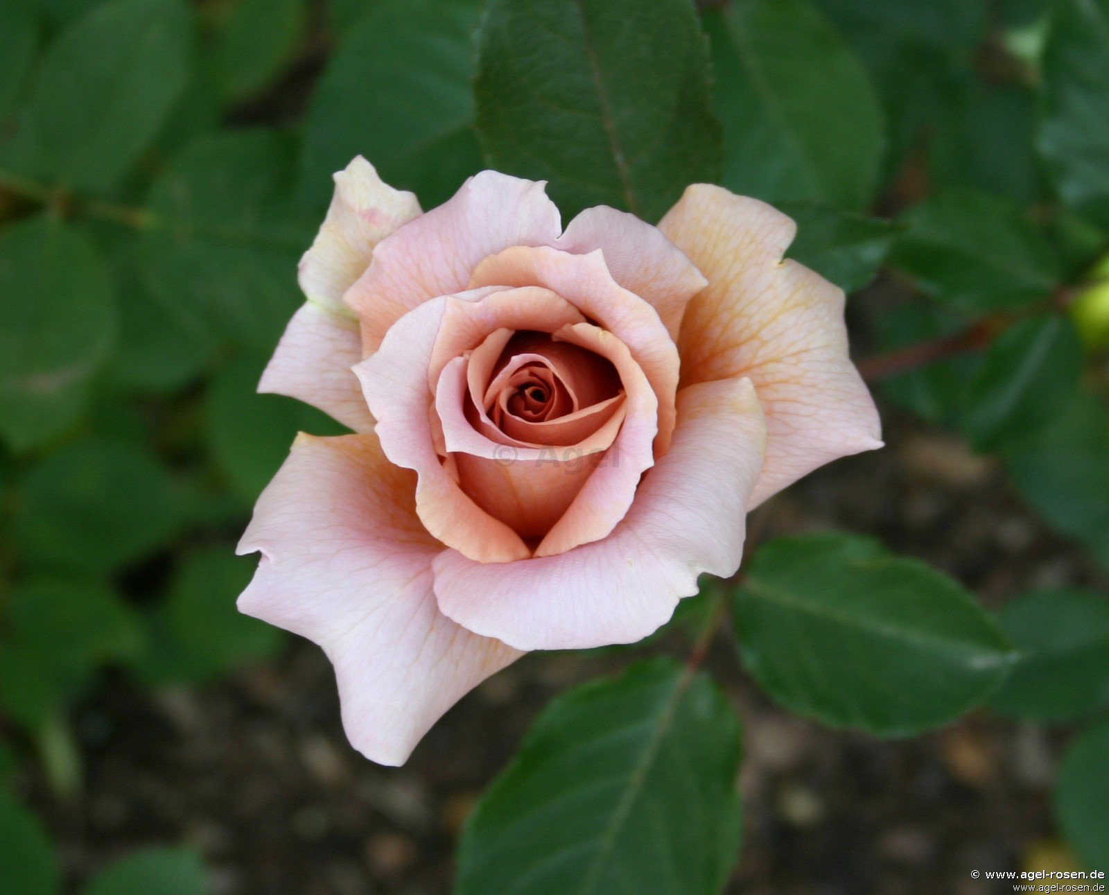 Rose ‘Julia‘s Rose‘ (5-Liter Topf)