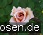 Julia's Rose