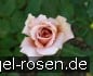 Julia's Rose kaufen