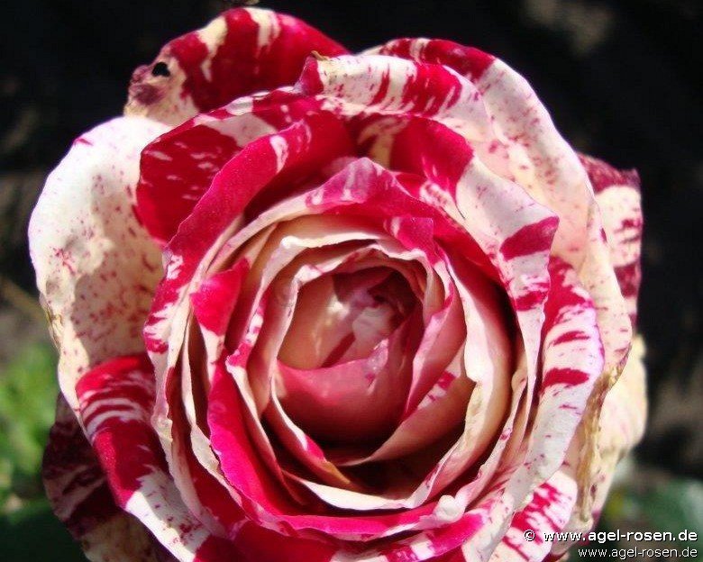 Rose ‘Julio Iglesias‘ (3-Liter Topf)