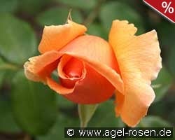 Just Joey kaufen, clicken für mehr Details Just Joey