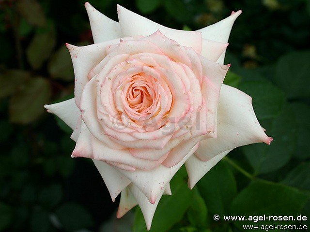 Rose ‘Kaiserin Farah‘ (wurzelnackte Rose)