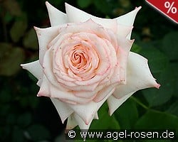 Kaiserin Farah kaufen, clicken für mehr Details Kaiserin Farah