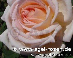 Rose ‘Karl Heinz Hanisch syn  Jardins de Bagatelle‘ (wurzelnackte Rose)