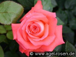 Königin der Rosen