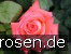 Königin der Rosen