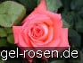 Königin der Rosen kaufen