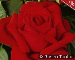 Konrad Adenauer kaufen, clicken für mehr Details Konrad Adenauer