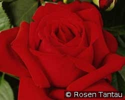 Konrad Adenauer kaufen, clicken für mehr Details Konrad Adenauer