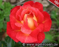 Kontrast kaufen, clicken für mehr Details Kontrast