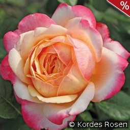 Kordes' Jubilee