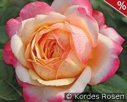 Kordes' Jubilee kaufen, clicken für mehr Details Kordes' Jubilee