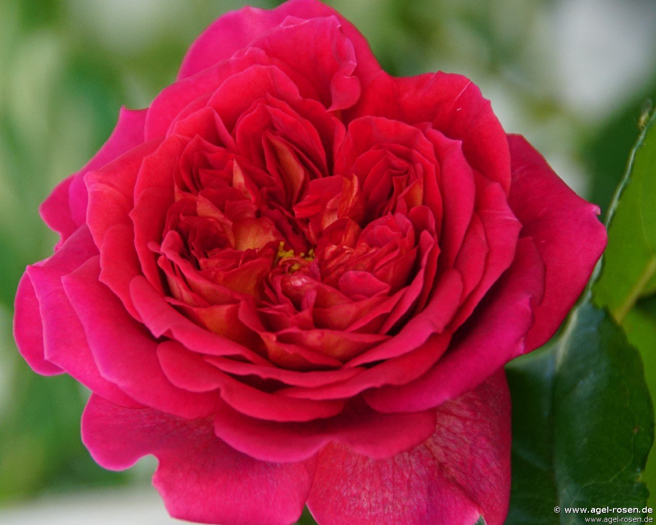 Rose ‘L‘Ami des jardins‘ (wurzelnackte Rose)