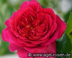 L'Ami des jardins kaufen, clicken für mehr Details L'Ami des jardins