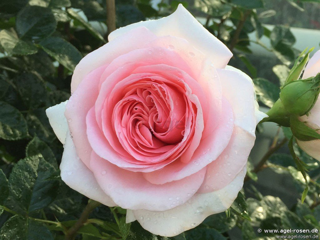 Rose ‘La Fontaine aux Perles‘ (wurzelnackte Rose)