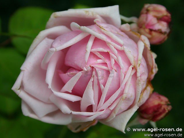 Rose ‘La France‘ (2-Liter Biotopf)