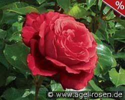 La Marseillaise ® - Isobel Champion kaufen, clicken für mehr Details La Marseillaise ® - Isobel Champion