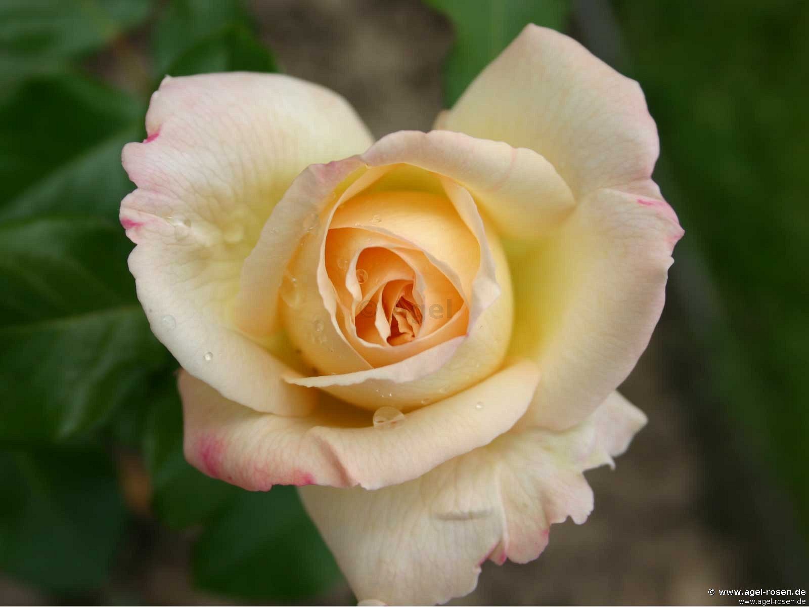 ADR-Rose ‘La Perla‘ (wurzelnackte Rose)