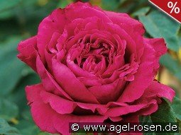 La Rose des 4  Vents