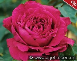 La Rose des 4 Vents kaufen, clicken für mehr Details La Rose des 4 Vents