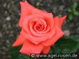 Lady Rose