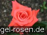 Lady Rose kaufen