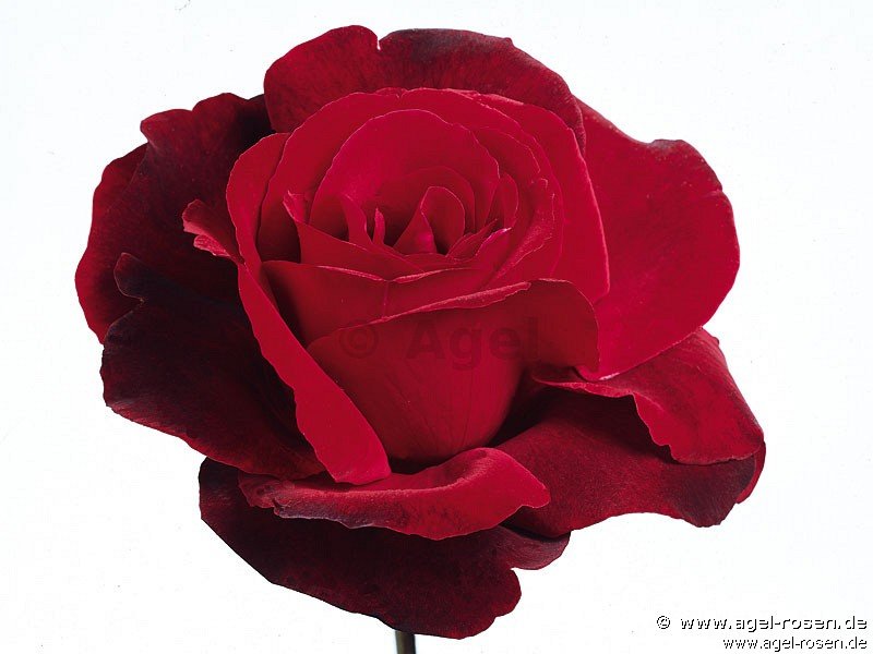Le Rouge et le Noir ® kaufen – Edelrose – AGEL ROSEN
