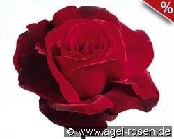 Le Rouge et le Noir kaufen, clicken für mehr Details Le Rouge et le Noir