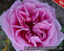 Li Parfum kaufen, clicken für mehr Details Li Parfum