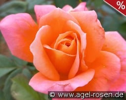 Magdeburg kaufen, clicken für mehr Details Magdeburg