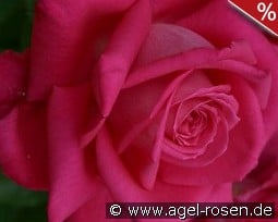 Mainauduft kaufen, clicken für mehr Details Mainauduft