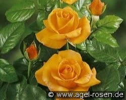 Maja Oetker syn. Coronation Gold kaufen, clicken für mehr Details Maja Oetker syn. Coronation Gold