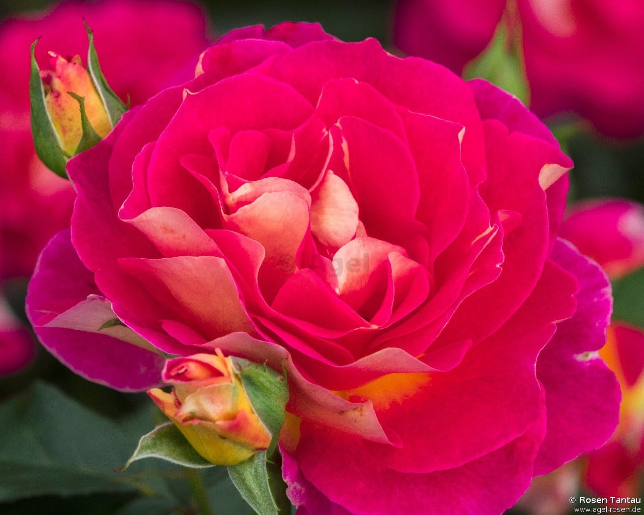 Maleica ® kaufen – Edelrose – AGEL ROSEN