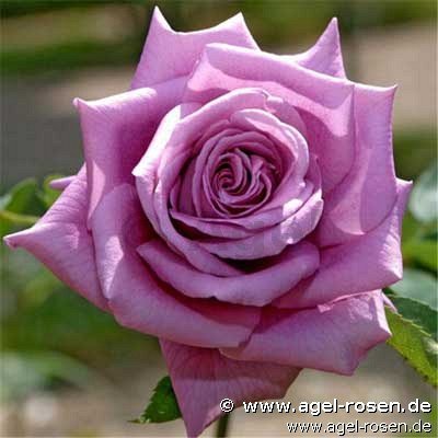 Mamy Blue kaufen Edelrose AGEL ROSEN