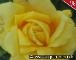 Marco Polo kaufen, clicken für mehr Details Marco Polo