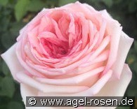 Meine Rose