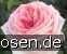 Meine Rose