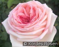 Meine Rose