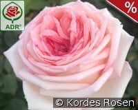 Meine Rose kaufen, clicken für mehr Details Meine Rose