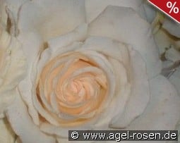 Metro kaufen, clicken für mehr Details Metro