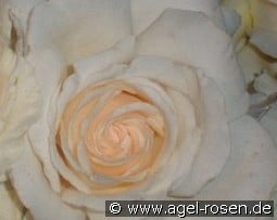 Metro kaufen, clicken für mehr Details Metro