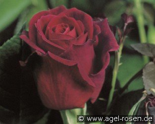 Mildred Scheel